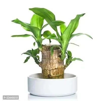 Plantopia Lucky Brazil Wood Potted Plant, Healthy Indoor   Lucky Brazilian Wood Plant for Living Room, Home Office Decoration, Feng Shui Plant (Pack of 1), PP_65-thumb3