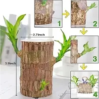 Plantopia Brazilian Lucky Wood   Plant Pack of 1 without sprouts Plant Big Size (8inch), PP_151-thumb1