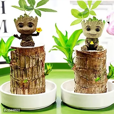 Plantopia Indoor Plant Stem for Home Office Decoration Original Brazilian Wood (Pot Not Included) - One Plant, PP_116-thumb3