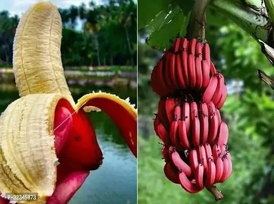 Plantopia Special Hybrid Long Size Seed Less Sweet Red Banana Plant, Hight 1.5-2 Feet, Pack of 1,PP_T121-thumb0