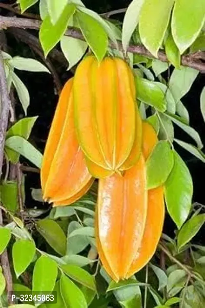 Plantopia STAR FRUIT plant (Sweet),PP_T111-thumb0