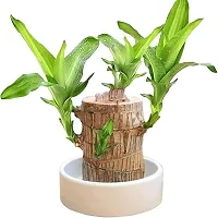 Plantopia Imported brazilian Lucky Wood   ( Without Glass ) Pack of 1  Healthy Indoor Feng Shui Plant For Home Decor Pack of 1, PP_23-thumb2