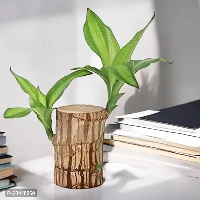 Plantopia Lucky Brazil Wood Potted Plant, Healthy Indoor   Lucky Brazilian Wood Plant for Living Room, Feng Shui Plant, Without Pot, PP_142