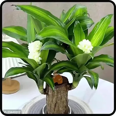 Plantopia Lucky Brazil Wood Potted Plant | Healthy Indoor   Lucky Plant | Brazilian Wood Plant for Living Room, Feng Shui Plant Pack of 1 Pcs (Turn Your luck, Buy This lucky Plant), PP_06-thumb0