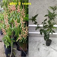 Plantopia Thai All Time Mango Plant Grafted (Height 2-3 Feet) Fruit After 9-12 Month All Season Mango Plant,PP_T118-thumb2