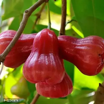 Plantopia Rose Apple/Rose Java Apple (Syzygium jambos) Fruit Plant (Home  Garden),PP_T122-thumb0