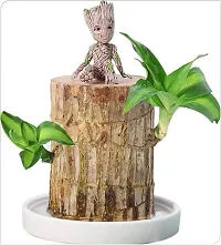 Plantopia Indoor Plant Stem for Home Office Decoration Original Brazilian Wood (Pot Not Included) - One Plant, PP_116-thumb1