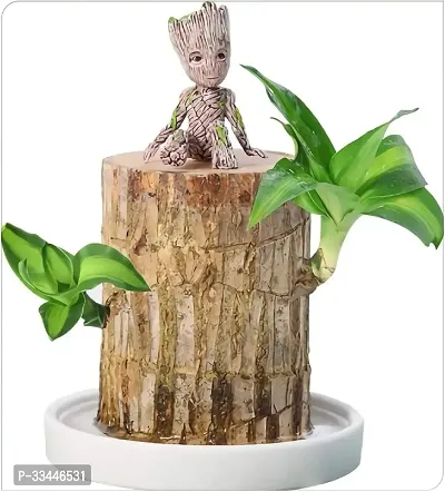 Plantopia Indoor Plant Stem for Home Office Decoration Original Brazilian Wood (Pot Not Included) - One Plant, PP_116-thumb2