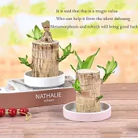 Plantopia Lucky Wood Plant Brazilian Wood Hydroponic Water Potted Plant Stump Mini Plant Indoor for Office Desktop Decoration, PP_86-thumb3