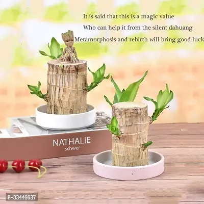 Plantopia Lucky Wood Plant Brazilian Wood Hydroponic Water Potted Plant Stump Mini Plant Indoor for Office Desktop Decoration, PP_86-thumb4