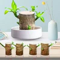 Plantopia Lucky Brazil Wood Potted Plant for Home Office Decoration Original Brazilian Wood  Healthy Indoor Feng Shui Plant For Home Decor Pack of 1, PP_22-thumb2