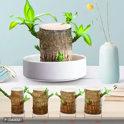 Plantopia Lucky Brazil Wood Potted Plant for Home Office Decoration Original Brazilian Wood  Healthy Indoor Feng Shui Plant For Home Decor Pack of 1, PP_22-thumb3