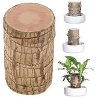 Plantopia Lucky Brazil Wood Potted Plant | Healthy Indoor   Lucky Plant | Brazilian Wood Plant for Living Room, Feng Shui Plant Pack of 1 Pcs (Turn Your luck, Buy This lucky Plant), PP_06-thumb2