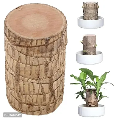 Plantopia Lucky Brazil Wood Potted Plant | Healthy Indoor   Lucky Plant | Brazilian Wood Plant for Living Room, Feng Shui Plant Pack of 1 Pcs (Turn Your luck, Buy This lucky Plant), PP_06-thumb3