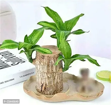 Plantopia Brazilian Lucky Bamboo   Plant, Good Luck Plant, Lucky Brazil Wood Plant, Healthy Indoor Feng Shui Plant, 1 Pack, PP_99