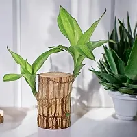 Plantopia Lucky Wood Good Luck   Plant | Lucky Brazil Wood Potted Plant | Healthy Indoor   | Lucky Brazilian Wood Plant for Living Room | without Pot | luck brazil wood plant, PP_94-thumb2