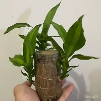 Plantopia Brazilian Lucky Wood   Plant Draceana Warneckii Brazilian Lucky Bamboo Wood Hydroponic   Stick Plant for Living Room, Feng Shui Plant - (Pack-1), PP_44-thumb2