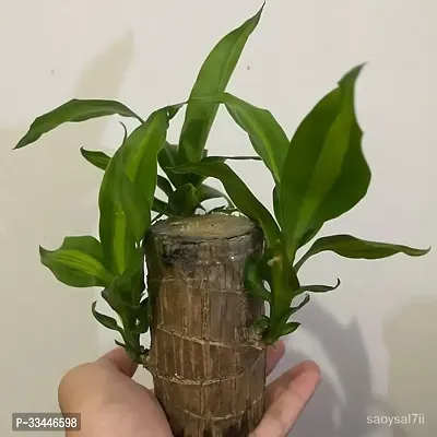 Plantopia Brazilian Lucky Wood   Plant Draceana Warneckii Brazilian Lucky Bamboo Wood Hydroponic   Stick Plant for Living Room, Feng Shui Plant - (Pack-1), PP_44-thumb3