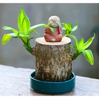 Plantopia Lucky Brazil Wood Potted Plant, Healthy Indoor   Lucky Brazilian Wood Plant for Living Room, Feng Shui Plant (Pot Not Included), PP_114-thumb3