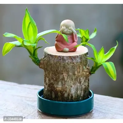 Plantopia Lucky Brazil Wood Potted Plant, Healthy Indoor   Lucky Brazilian Wood Plant for Living Room, Feng Shui Plant (Pot Not Included), PP_114-thumb4