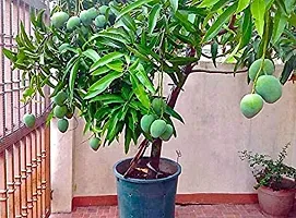 Plantopia All Time mango plant Bramasi Thailand mango plant Grafted Healthy plant Pack of 1,PP_T110-thumb3