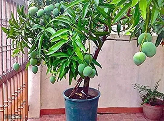 Plantopia All Time mango plant Bramasi Thailand mango plant Grafted Healthy plant Pack of 1,PP_T110-thumb4