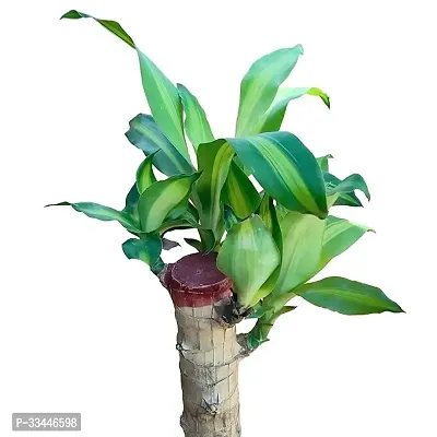 Plantopia Brazilian Lucky Wood   Plant Draceana Warneckii Brazilian Lucky Bamboo Wood Hydroponic   Stick Plant for Living Room, Feng Shui Plant - (Pack-1), PP_44