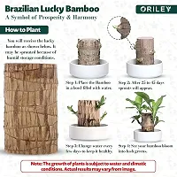 Plantopia Brazilian Bamboo Lucky Wood Stick Good Luck   Brazil Potted Plant Healthy Indoor Feng Shui Plants for Living Room  Home Office Decor (Pot Not Included) (Pack of 1), PP_16-thumb2