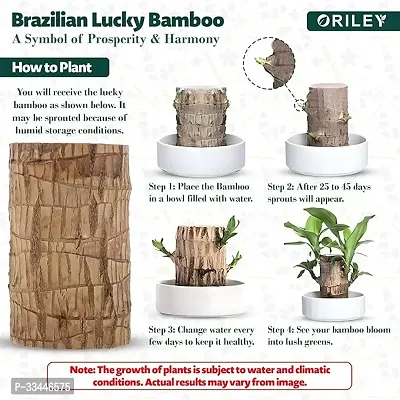 Plantopia Brazilian Bamboo Lucky Wood Stick Good Luck   Brazil Potted Plant Healthy Indoor Feng Shui Plants for Living Room  Home Office Decor (Pot Not Included) (Pack of 1), PP_16-thumb3