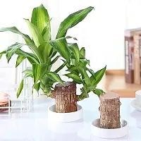 Plantopia Lucky Brazilian Wood Potted Plant, Healthy Indoor   Lucky,Good Luck Plant, Healthy,Feng Shui Plant(Wood Plant,Without Pot), PP_92-thumb2