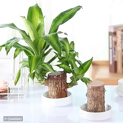 Plantopia Lucky Brazilian Wood Potted Plant, Healthy Indoor   Lucky,Good Luck Plant, Healthy,Feng Shui Plant(Wood Plant,Without Pot), PP_92-thumb3