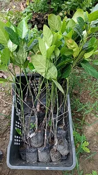 Plantopia  Kagata ALL SEASON Variety Hybrid 1 healthy Grafted Jackfruit Plant(1.5Ft Height) in nursery Grow Bag,PP_T115-thumb2