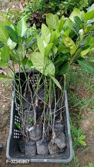 Plantopia  Kagata ALL SEASON Variety Hybrid 1 healthy Grafted Jackfruit Plant(1.5Ft Height) in nursery Grow Bag,PP_T115-thumb3