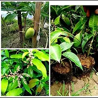 Plantopia All Time mango plant Bramasi Thailand mango plant Grafted Healthy plant Pack of 1,PP_T110-thumb1