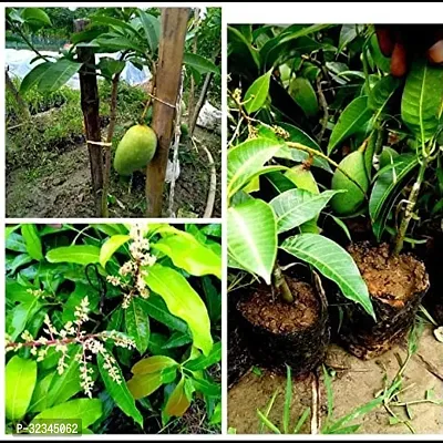 Plantopia All Time mango plant Bramasi Thailand mango plant Grafted Healthy plant Pack of 1,PP_T110-thumb2