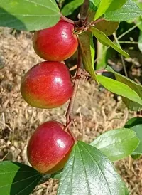 Plantopia Special Miss India Apple ber plant,Lal Kul Hybrid and Sweet (Grafted) Plant, Pack Of 1,PP_T117-thumb3