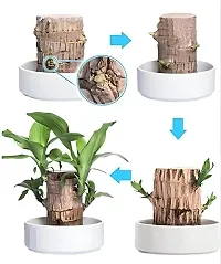 Plantopia Lucky Wood Good Luck   Plant | Lucky Brazil Wood Potted Plant | Healthy Indoor   | Lucky Brazilian Wood Plant for Living Room | without Pot | luck brazil wood plant, PP_94-thumb1