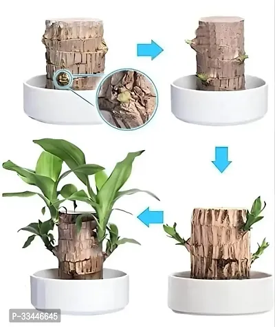 Plantopia Lucky Wood Good Luck   Plant | Lucky Brazil Wood Potted Plant | Healthy Indoor   | Lucky Brazilian Wood Plant for Living Room | without Pot | luck brazil wood plant, PP_94-thumb2