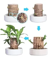 Plantopia Lucky Wood Good Luck   Plant Lucky Brazil Wood Potted Plant | Healthy Indoor   Lucky Brazilian Wood Plant for Living Room | Feng Shui Plant (without Pot) pack of 1, PP_04-thumb2