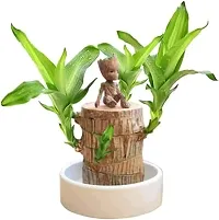 Plantopia Lucky Brazil Wood Potted Plant | Healthy Indoor   Lucky Plant | Brazilian Wood Plant for Living Room, Feng Shui Plant Pack of 1 Pcs (Turn Your luck, Buy This lucky Plant), PP_06-thumb3