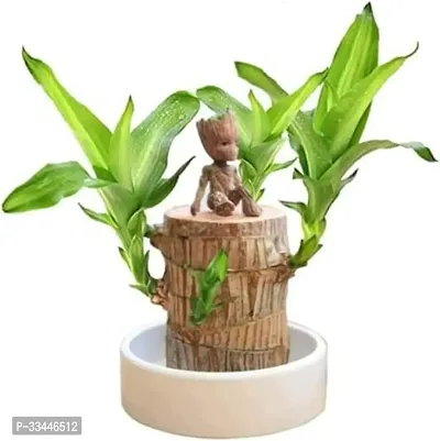 Plantopia Lucky Brazil Wood Potted Plant | Healthy Indoor   Lucky Plant | Brazilian Wood Plant for Living Room, Feng Shui Plant Pack of 1 Pcs (Turn Your luck, Buy This lucky Plant), PP_06-thumb4