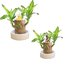 Plantopia Green Lucky Brazil Wood Potted Plant, Healthy Indoor   Lucky Brazilian Wood Plant for Living Room, Feng Shui Plant (with Pot) (Pack of 1), PP_90-thumb2