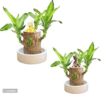 Plantopia Green Lucky Brazil Wood Potted Plant, Healthy Indoor   Lucky Brazilian Wood Plant for Living Room, Feng Shui Plant (with Pot) (Pack of 1), PP_90-thumb3