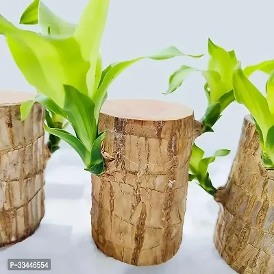 Plantopia Lucky Brazil Wood Potted Plant, Healthy Indoor   Lucky Brazilian Wood Plant for Living Room, Feng Shui Plant, Without Pot, PP_137