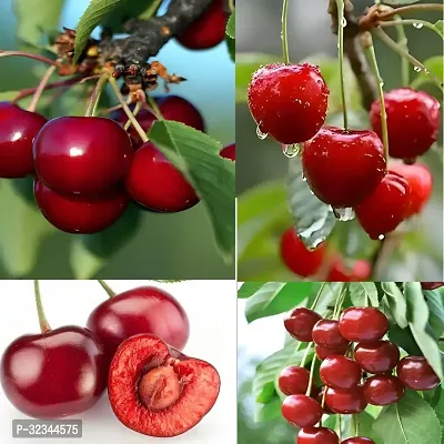 Plantopia Sylvia CherryGrafted/Clone Type Hybrid (2-3 Ft Height)- Health Super Yielding Early Fruting Sylvia Cherry Fruit Plant ,PP_PN_01-thumb0