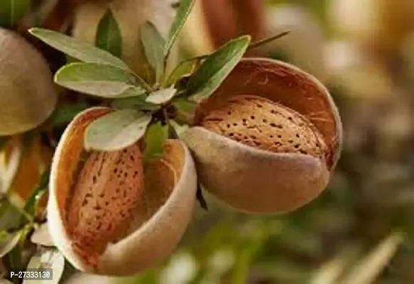 Premium Raw kashmiri Almonds  Pouch Pack | Badam Giri | Nutritious  Delicious High in Fiber  Boost Immunity | Dry Fruits Real Nuts | Gluten Free-thumb0