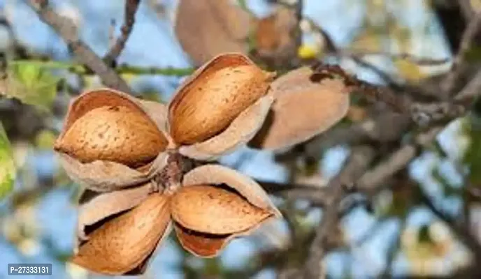 Premium Raw kashmiri Almonds  Pouch Pack | Badam Giri | Nutritious  Delicious High in Fiber  Boost Immunity | Dry Fruits Real Nuts | Gluten Free