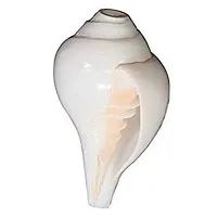 Mautik Sadiwala Natural Certified Fossil Vamavarti Blowing Conch/Bajne Wala Shankh/Blowing Shankh, White, 5 Inch-thumb1