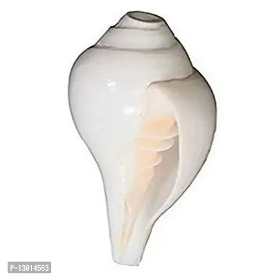 Mautik Sadiwala Natural Certified Fossil Vamavarti Blowing Conch/Bajne Wala Shankh/Blowing Shankh, White, 5 Inch-thumb2