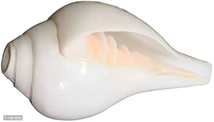 Mautik Sadiwala Natural Certified Fossil Vamavarti Blowing Conch/Bajne Wala Shankh/Blowing Shankh, White, 5 Inch-thumb0